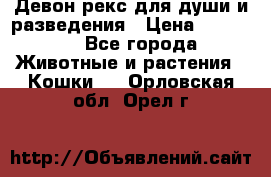 Девон рекс для души и разведения › Цена ­ 20 000 - Все города Животные и растения » Кошки   . Орловская обл.,Орел г.